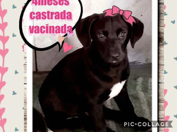 Cachorro raça Srd idade 2 a 6 meses nome Leora