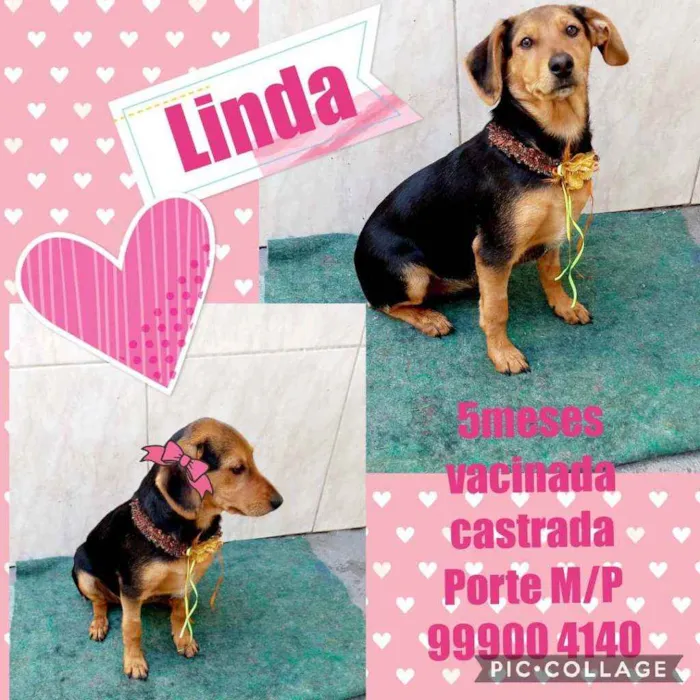 Cachorro ra a Mestiça de Basset idade 2 a 6 meses nome Linda