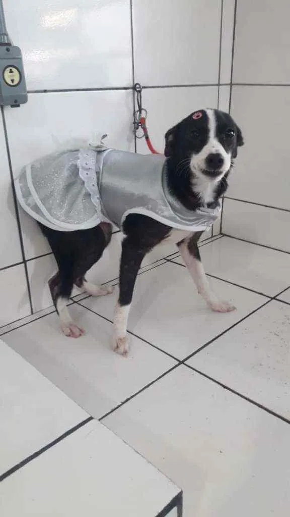Cachorro ra a SRD idade 7 a 11 meses nome Melissa