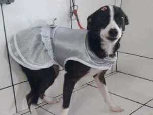 Cachorro raça SRD idade 7 a 11 meses nome Melissa