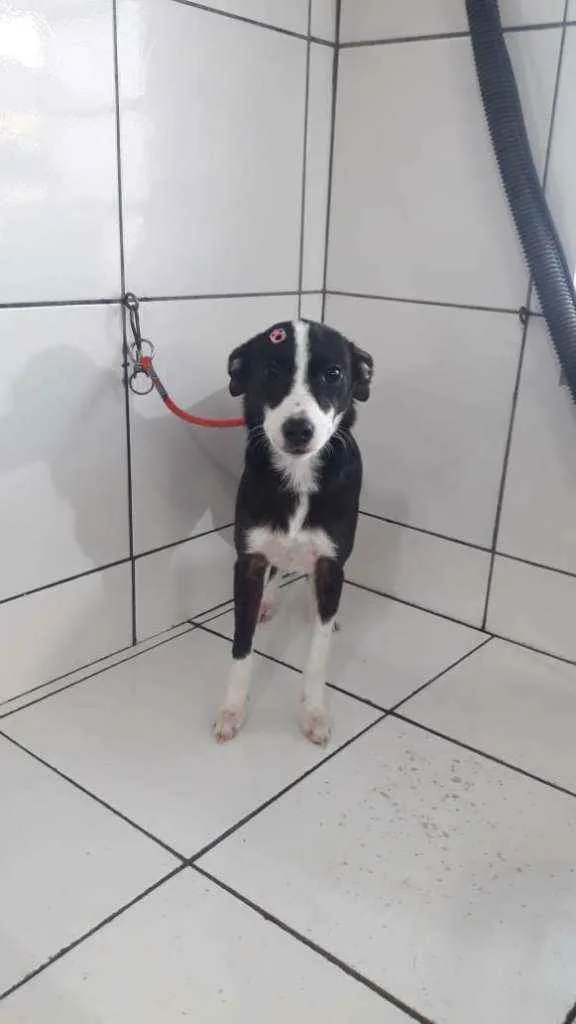 Cachorro ra a SRD idade 7 a 11 meses nome Melissa