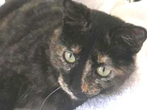 Gato raça Srd idade 2 a 6 meses nome Taya