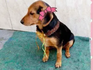 Cachorro raça Mestiça de Basset idade 2 a 6 meses nome Linda