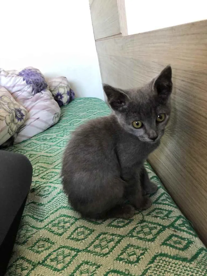 Gato ra a SRD idade 2 a 6 meses nome Penélope e Charmosa 