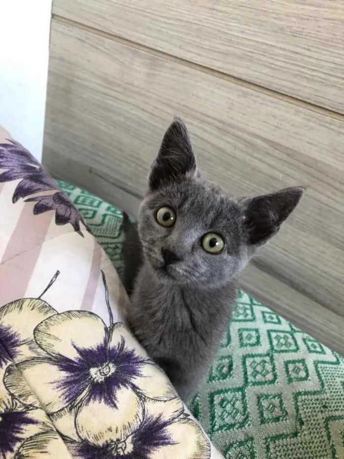 Gato ra a SRD idade 2 a 6 meses nome Penélope e Charmosa 
