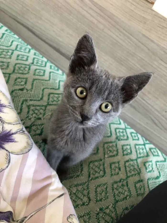 Gato ra a SRD idade 2 a 6 meses nome Penélope e Charmosa 