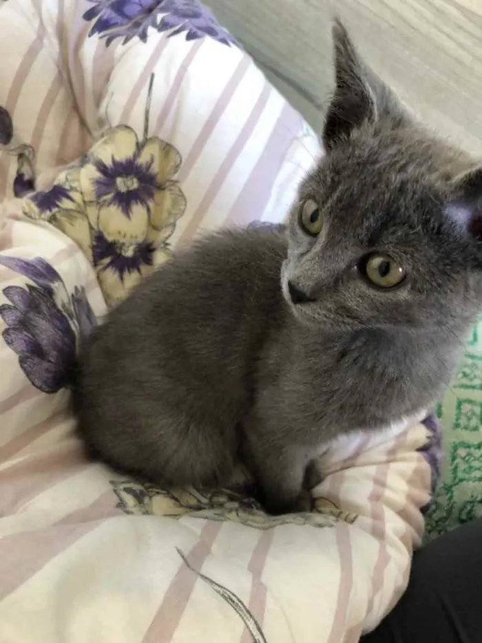 Gato ra a SRD idade 2 a 6 meses nome Penélope e Charmosa 