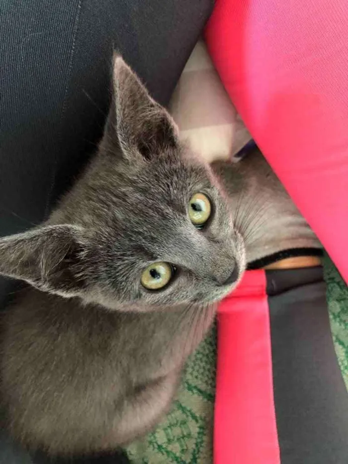 Gato ra a SRD idade 2 a 6 meses nome Penélope e Charmosa 