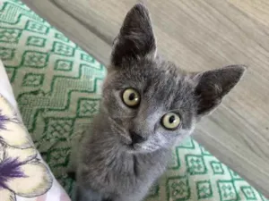 Gato raça SRD idade 2 a 6 meses nome Penélope e Charmosa 