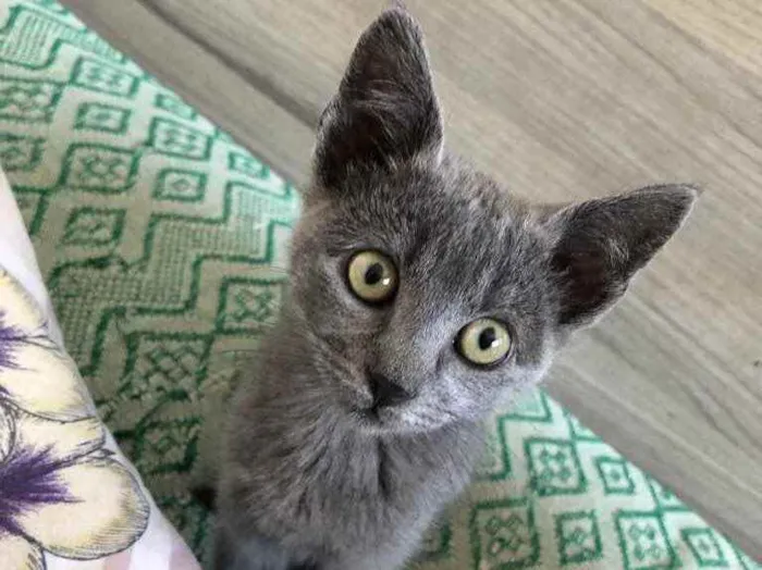 Gato ra a SRD idade 2 a 6 meses nome Penélope e Charmosa 