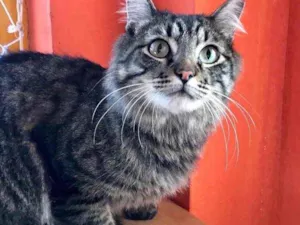 Gato raça Srd idade 1 ano nome Haruki peludinho !
