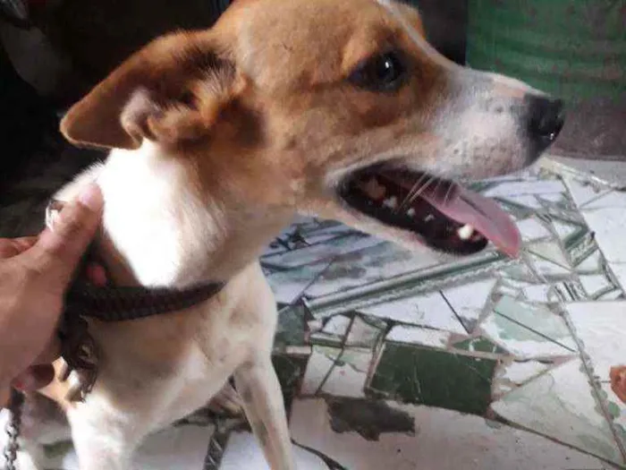 Cachorro raça Filla com vira lata idade 7 a 11 meses nome Pandora