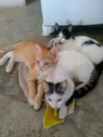 Gatinhos lindos ????
