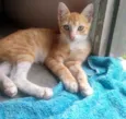 Gatinhos lindos ????