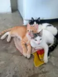 Gatinhos lindos ????
