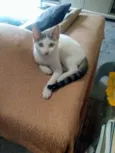 Gatinhos lindos ????