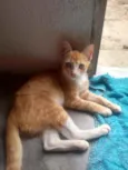 Gatinhos lindos ????