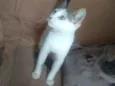 Gatinhos lindos ????