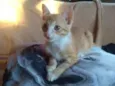Gatinhos lindos ????