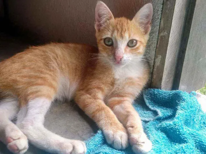 Gato ra a SRD idade  nome Gatinhos lindos ????