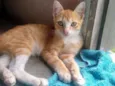 Gatinhos lindos ????