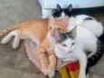Gatinhos lindos ????