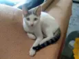 Gatinhos lindos ????