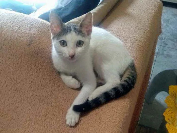 Gato ra a SRD idade  nome Gatinhos lindos ????
