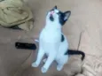 Gatinhos lindos ????