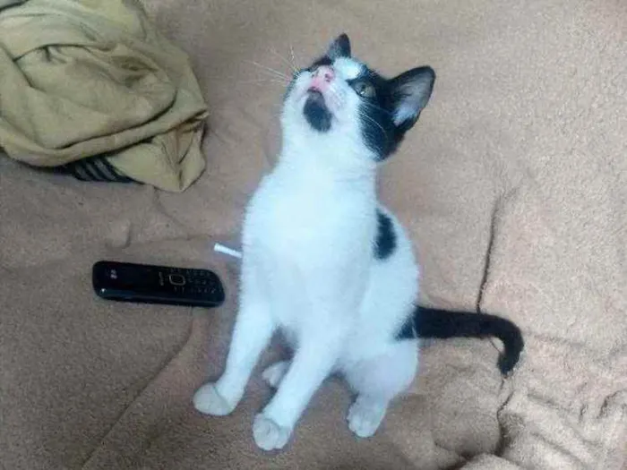 Gato ra a SRD idade  nome Gatinhos lindos ????