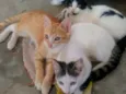 Gatinhos lindos ????
