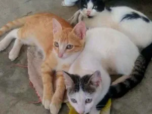 Gato raça SRD idade  nome Gatinhos lindos ????