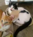 Gatinhos lindos ????