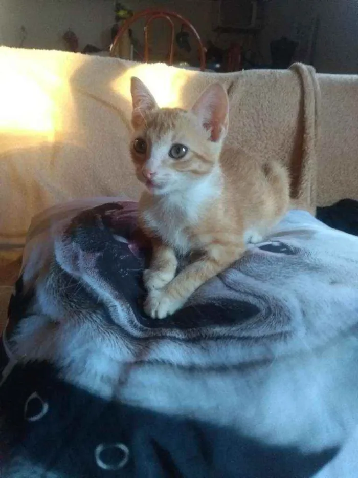 Gato ra a SRD idade 2 a 6 meses nome Gatinhos lindos ????