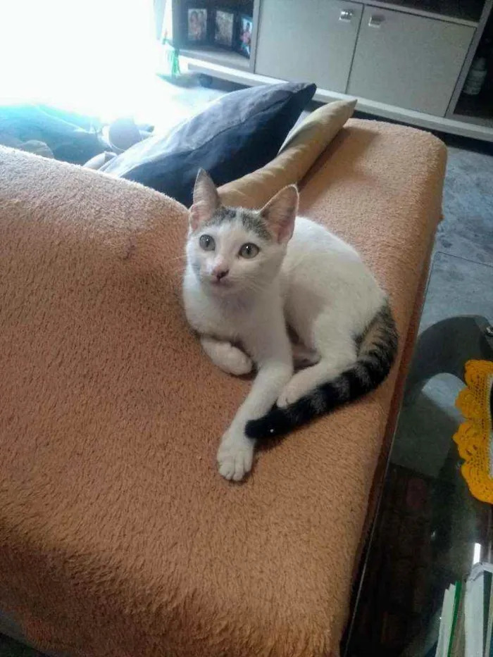 Gato ra a SRD idade 2 a 6 meses nome Gatinhos lindos ????