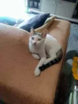 Gatinhos lindos ????