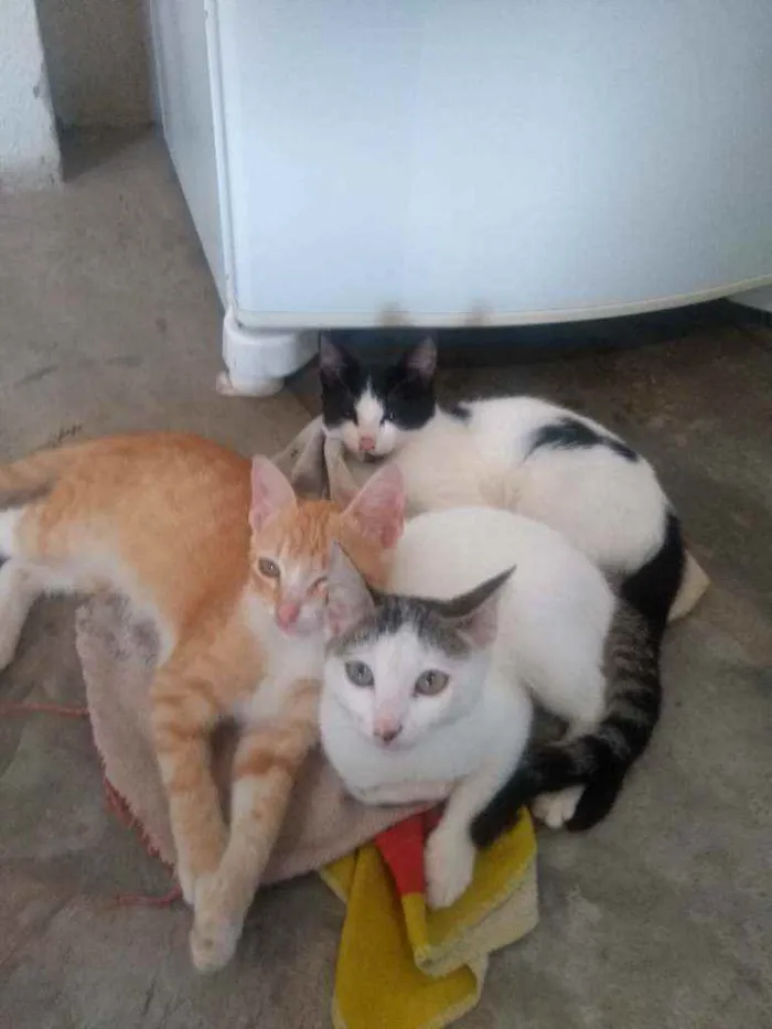 Gato ra a SRD idade 2 a 6 meses nome Gatinhos lindos ????