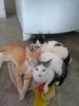 Gatinhos lindos ????