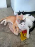 Gatinhos lindos ????