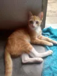 Gatinhos lindos ????