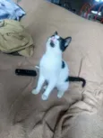 Gatinhos lindos ????