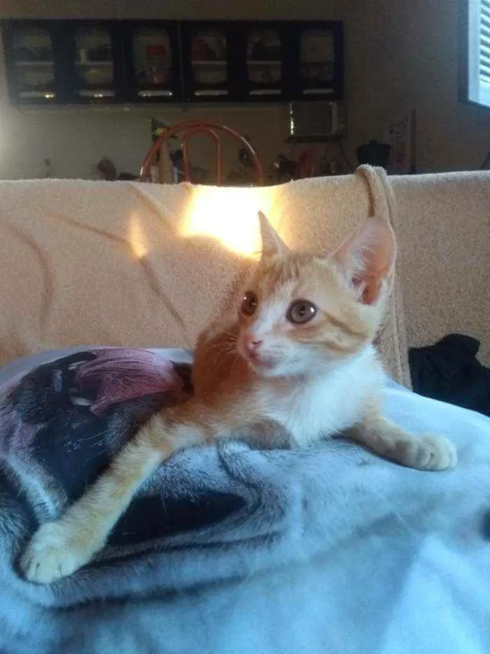 Gato ra a SRD idade 2 a 6 meses nome Gatinhos lindos ????
