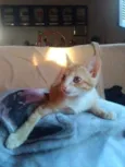 Gatinhos lindos ????