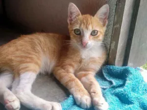 Gato raça SRD idade 2 a 6 meses nome Gatinhos lindos ????