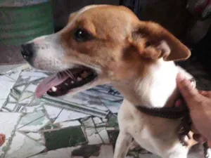 Cachorro raça Filla com vira lata idade 7 a 11 meses nome Pandora