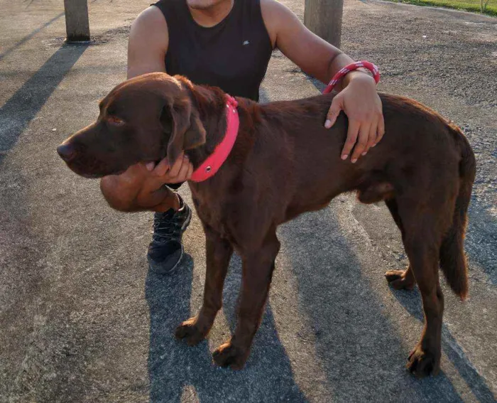 Cachorro ra a Labrador idade 3 anos nome Apollo