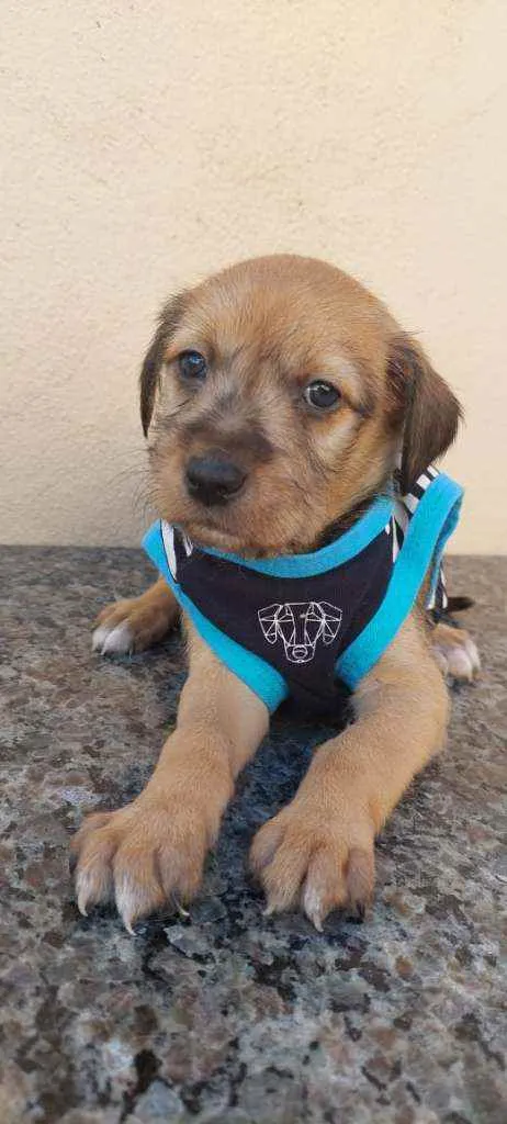 Cachorro raça Srd idade Abaixo de 2 meses nome Aventureiro