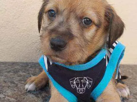 Cachorro raça Srd idade Abaixo de 2 meses nome Aventureiro