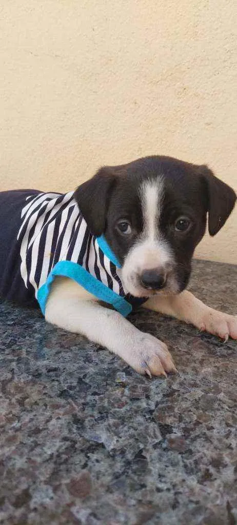 Cachorro raça Srd idade Abaixo de 2 meses nome Apego