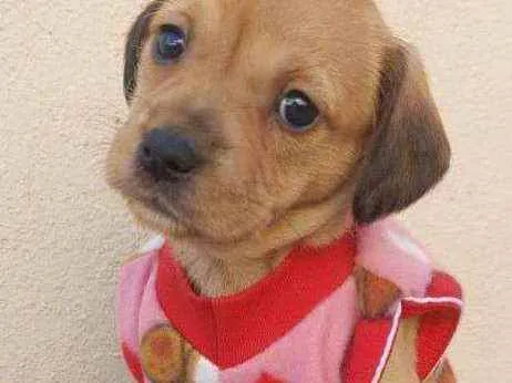 Cachorro raça Srd idade Abaixo de 2 meses nome Amor